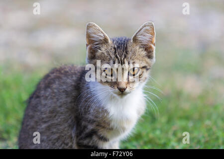 Small gray kitten, small predator in the garden Stock Photo
