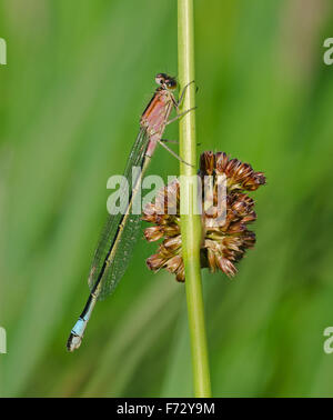 Juvenile female Blue-tailed Damselfly, Ischnura elegans, perched on Compact Rush, in Lancashire, England, UK Stock Photo