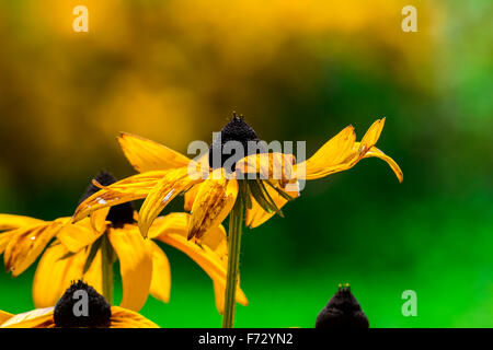 Black-Eyed-Susan flower or Rudbeckia Hirta flower on smooth bokeh background Stock Photo