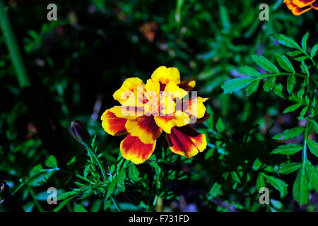 MARIGOLD Stock Photo