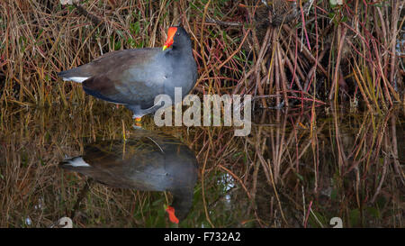 A common gallinule wading in a salt marsh Stock Photo