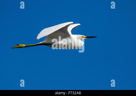 A snowy egret in flight Stock Photo