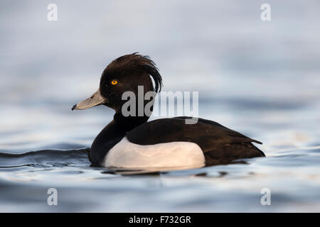 Beautiful male Tufted Duck / Reiherente ( Aythya fuligula ) in  breeding dress swims close by on cold blue water. Stock Photo