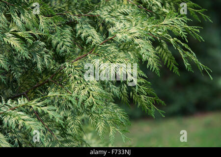 Thuja plicata 'Zebrina’. Western red cedar 'Zebrina' tree Stock Photo