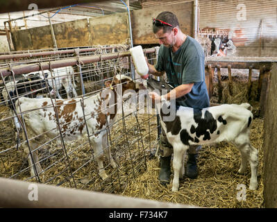 Farmer bottle feeding 'drop' calf, Holstein dairy. Stock Photo