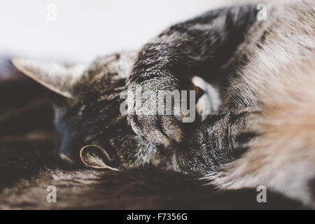 Cat sleeping with one paw over her face Stock Photo