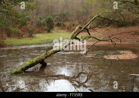 Tree trunk in the lake. Fallen tree looking like an arm with a claw rising from an icy looking pond in the woods. Stock Photo