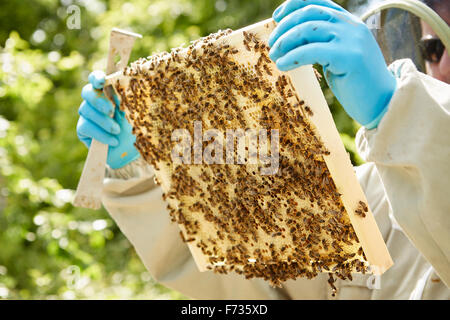 A beekeeper holding a wooden beehive frame covered in bees. Stock Photo