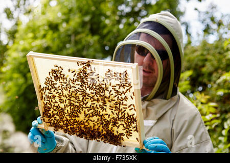 A beekeeper in a suit, holding up a wooden frame covered with bees. Stock Photo