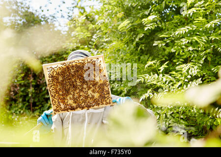 A beekeeper holding up and checking a honeycomb frame from a beehive. Stock Photo