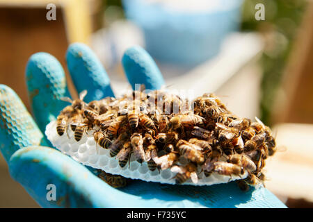 A hand holding a small plastic honeycomb form covered in honey bees. Stock Photo