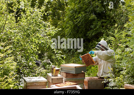 A beekeeper inspecting the bee hives in an allotment garden plot. Stock Photo