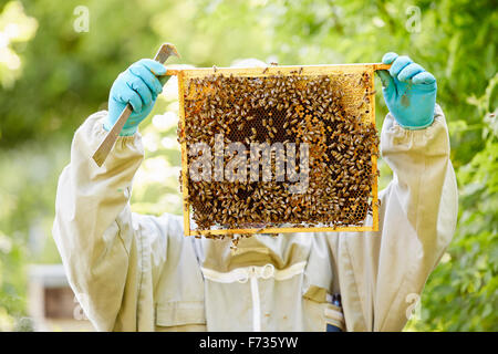 A beekeeper with blue gloves holding up a super or frame full of honey covered in bees. Stock Photo