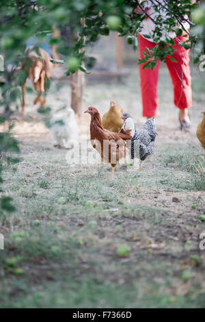 Chickens standing on a lawn underneath a tree, a woman and dog in the background. Stock Photo