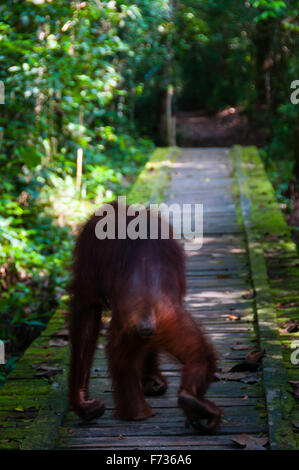 Orangutan at Zoo  Negara  National Zoo  of Malaysia Stock 