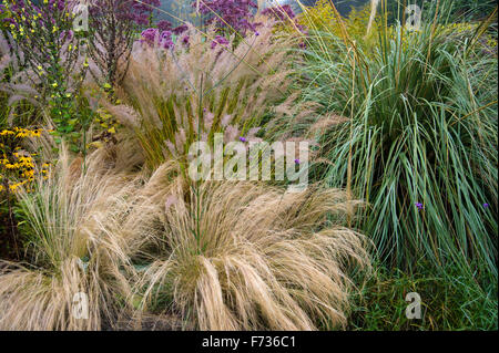 Ornamental grasses in garden border in autumn Stock Photo