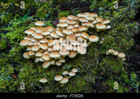 Hypholoma fasciculare - Sulphur tuft fungus growing on fallen tree Stock Photo