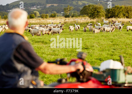 A flock of sheep in a field, and a man on a quadbike looking over his animals. Stock Photo