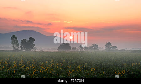beautiful sunrise over the mountain and sunflower field Stock Photo