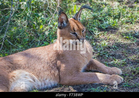 Caracal, African Lynx, South Africa Stock Photo - Alamy