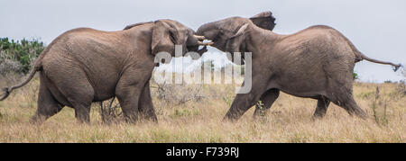 Elephant Bulls Fighting Stock Photo