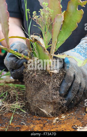 Adult male removing grass and weeds from Epiphyllum or also known as Orchid cactus Stock Photo