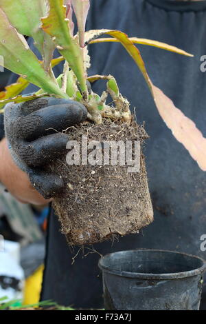 Close up of Epiphyllum or also known as Orchid cactus with roots showing Stock Photo