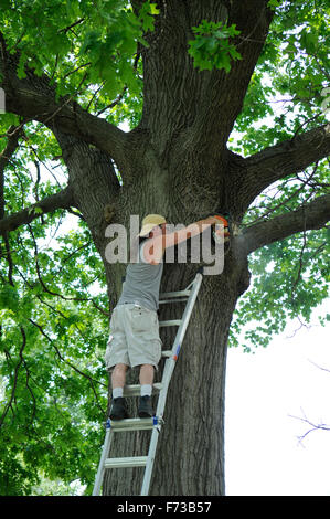 Man cutting tree branch Stock Photo