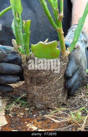 Adult male removing grass and weeds from Epiphyllum or also known as Orchid cactus Stock Photo