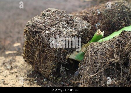 Over grown roots of Epiphyllum or also known as Orchid cactus Stock Photo