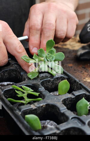 Planting Aeonium succulent in a seed tray Stock Photo