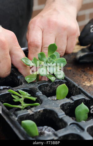 Planting Aeonium succulent in a seed tray Stock Photo