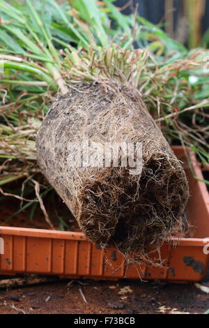 Root bound or over grown roots of Epiphyllum or also known as Orchid cactus Stock Photo