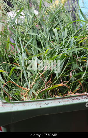 Grass clippings in green rubbish bin Stock Photo