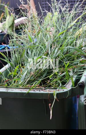 Grass clippings in green rubbish bin Stock Photo