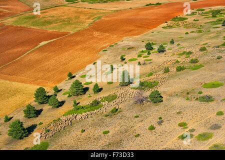 Transhumance with sheep in the Iberian Peninsula (Spain). From Cuenca to Extremadura Stock Photo