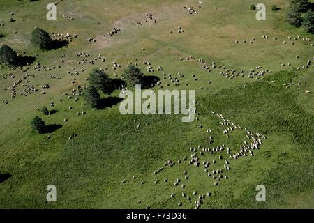 Transhumance with sheep in the Iberian Peninsula (Spain). From Cuenca to Extremadura Stock Photo