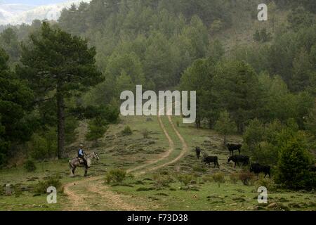 Cowboy performing transhumance with bravas cows in the Iberian Peninsula (Spain). From Cuenca to Extremadura Stock Photo