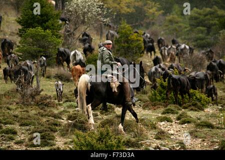 Cowboy performing transhumance with bravas cows in the Iberian Peninsula (Spain). From Cuenca to Extremadura Stock Photo