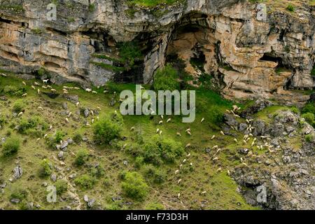 Transhumance with sheep in the Iberian Peninsula (Spain). From Cuenca to Extremadura Stock Photo