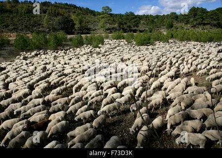 Transhumance with sheep in the Iberian Peninsula (Spain). From Cuenca to Extremadura Stock Photo