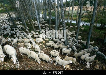 Transhumance with sheep in the Iberian Peninsula (Spain). From Cuenca to Extremadura Stock Photo