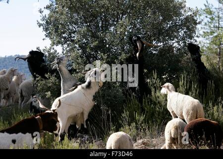 Transhumance with sheep in the Iberian Peninsula (Spain). From Cuenca to Extremadura Stock Photo