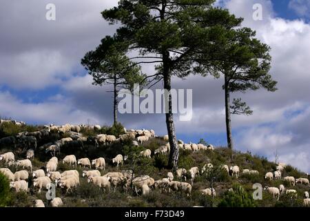 Transhumance with sheep in the Iberian Peninsula (Spain). From Cuenca to Extremadura Stock Photo