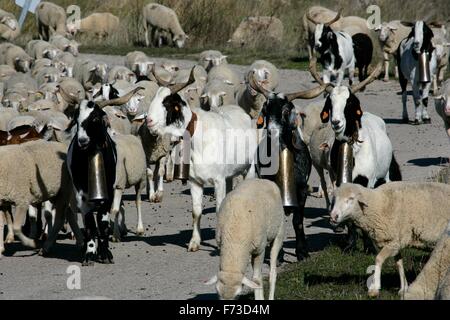 Transhumance with sheep in the Iberian Peninsula (Spain). From Cuenca to Extremadura Stock Photo