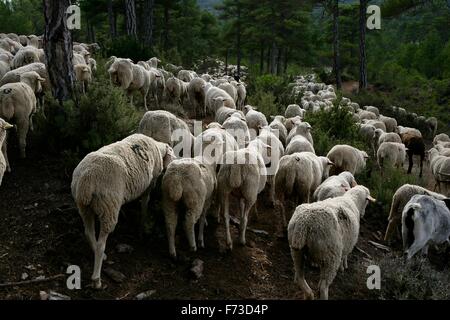 Transhumance with sheep in the Iberian Peninsula (Spain). From Cuenca to Extremadura Stock Photo