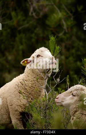 Transhumance with sheep in the Iberian Peninsula (Spain). From Cuenca to Extremadura Stock Photo