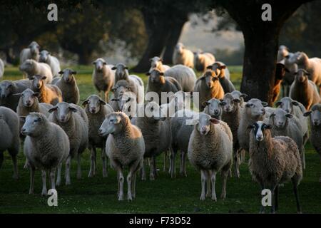 Transhumance with sheep in the Iberian Peninsula (Spain). From Cuenca to Extremadura Stock Photo