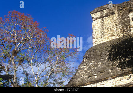 Spring brings blossoms to the amapola tree at Tikal National Park, Guatemala. Stock Photo