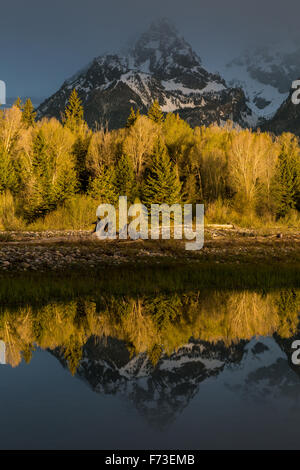 Morning light on cottonwood trees reflected in the Snake River at Schwabacher Landing, Grand Teton National Park, Wyoming Stock Photo